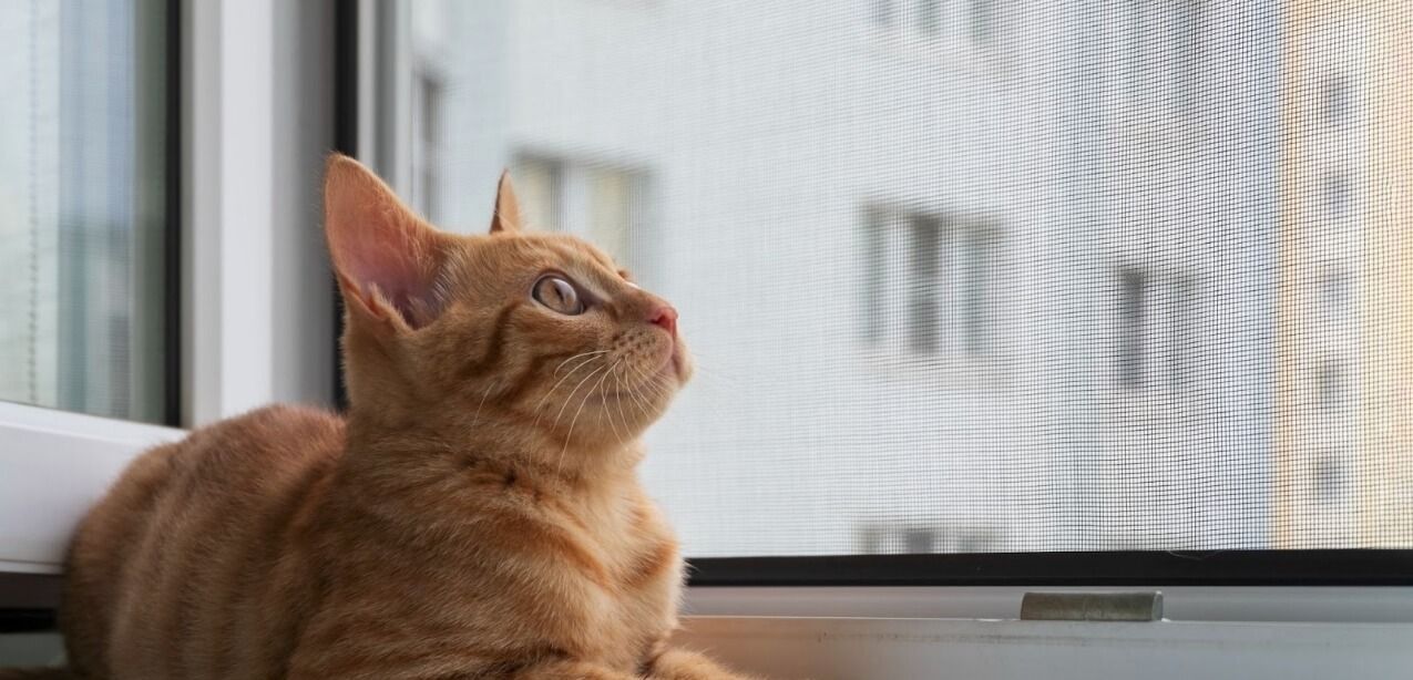 Как защитить питомца от падения из окна: надежная сетка «Антикошка»